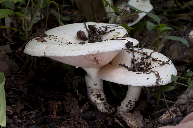 Lactarius controversus